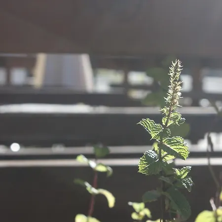 Olympic Mountains 3* Cesana Torinese